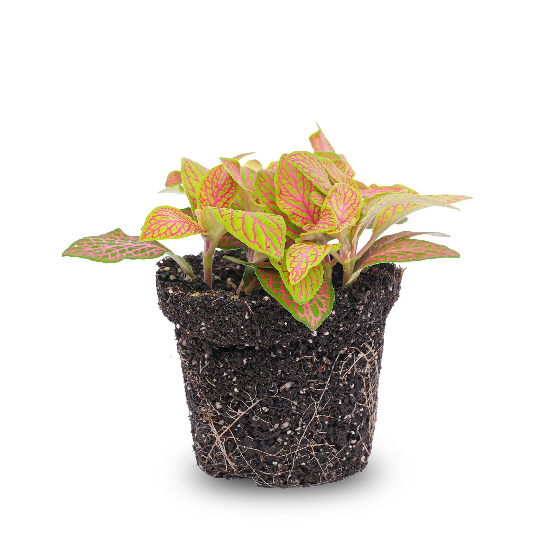 urbanjngl - Fittonia Ruby Lime - Mozaekpflanze, dekorative Zimmerpflanze,  pflegeleicht, grn mit roten Adern, 15 cm Topfgre, ideal fr Wohnrume  und Bros : Amazon.de: Garten