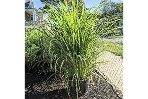 Lemongrass Plants for Outside: A Gardener's Guide to Fresh, Fragrant Stalks