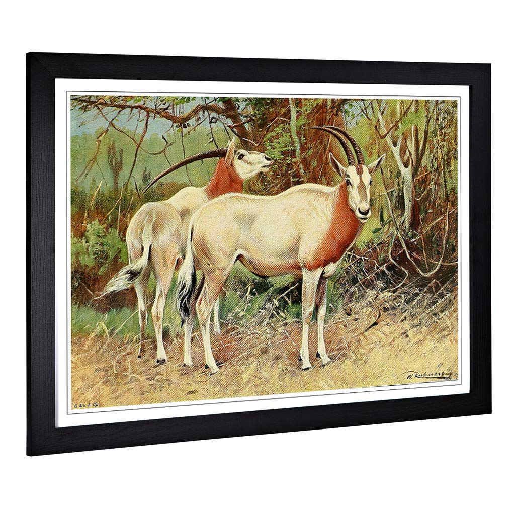 Big Box Art Framed Print of Vintage W Kuhnert Sable Antelope Design | Wall Art Picture | Home Decor for Kitchen, Living Room, Bedroom, Hallway, Black, A2 / 24.5x18 Inch / 62x45cm