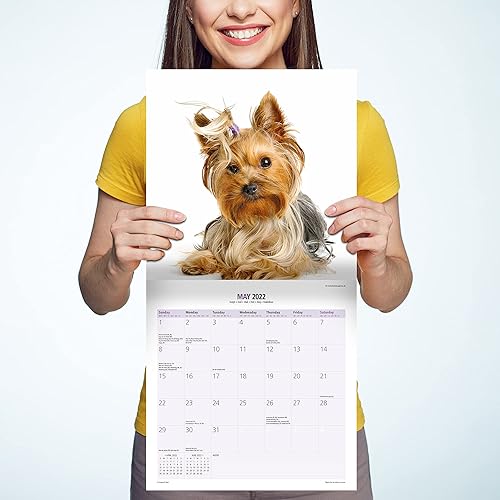 Miniatura 3 de Magnet & Steel Yorkshire Terrier - Calendario moderno 2022 calendario para perros  Calendario de pared 2022-2023, (12 x 12 pulgadas), 16 meses