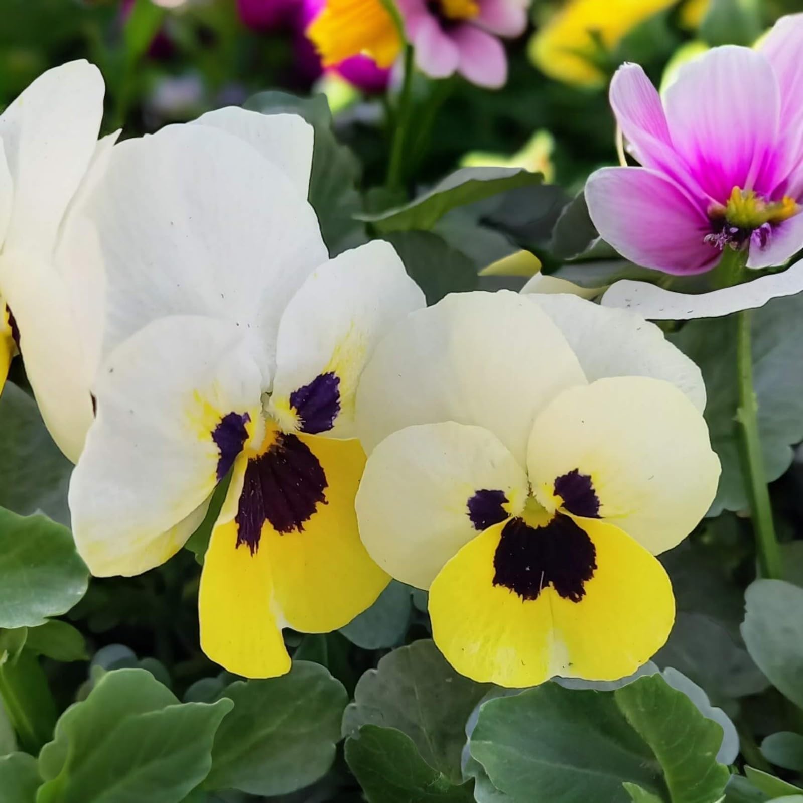 Carbeth Plants Viola 20 Pack Bedding Plants - Colourful Hardy Blooms for Borders, Baskets & Pots - Long Lasting Flowers for Autumn, Winter & Spring Garden Displays (Sorbet Lemon Ice Blotch)