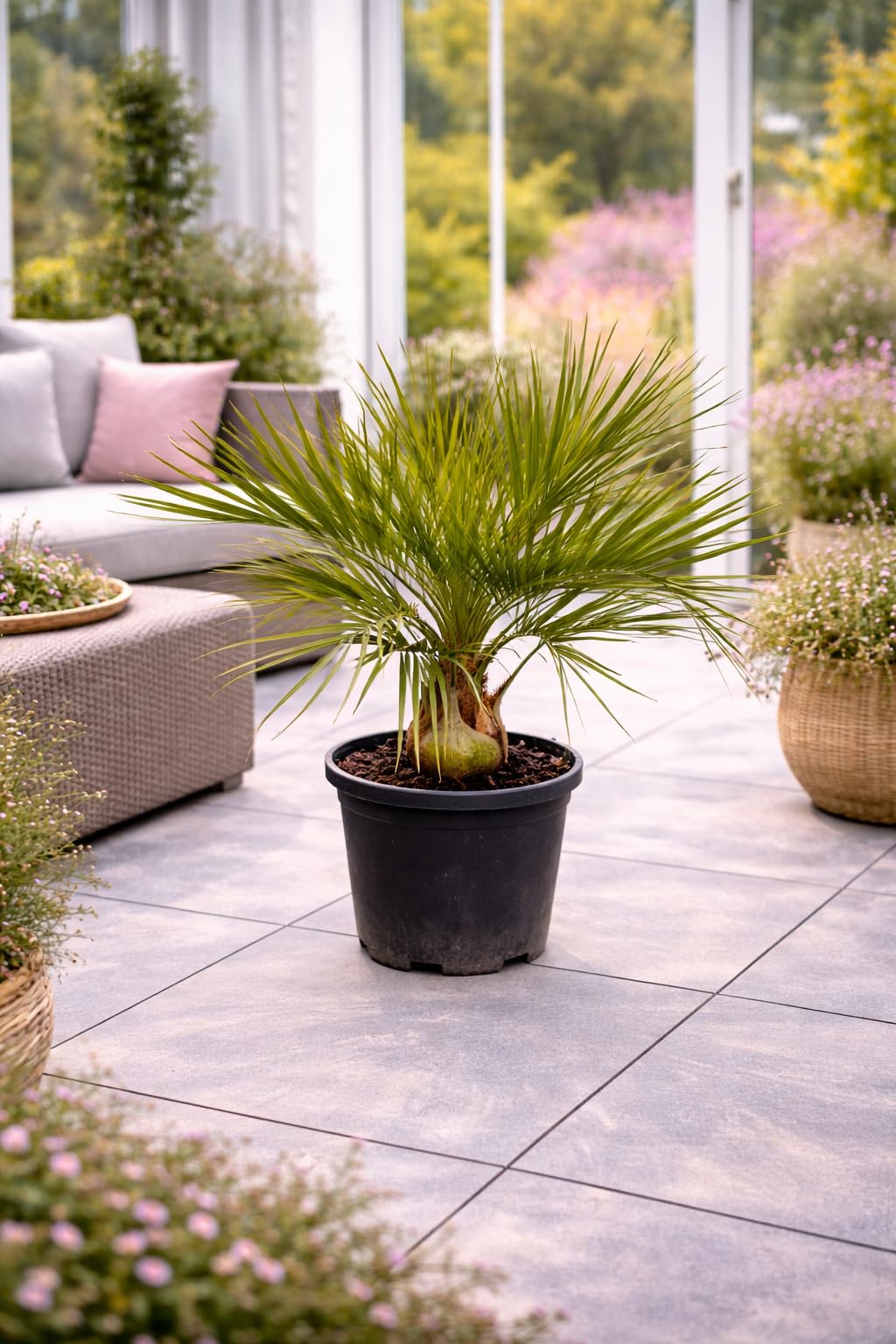 Gewöhnliche Geleepalme 80-100 cm – Butia capitata – winterharte Palme für Garten & Terrasse – dekorative Kübelpflanze mit exotischem Flair