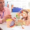 Colour-Coded Human Brain Model 2X Life-Size Human Brain Model for Neuroscience with Labels 9 Colours Anatomy Model for Classroom Science Learning