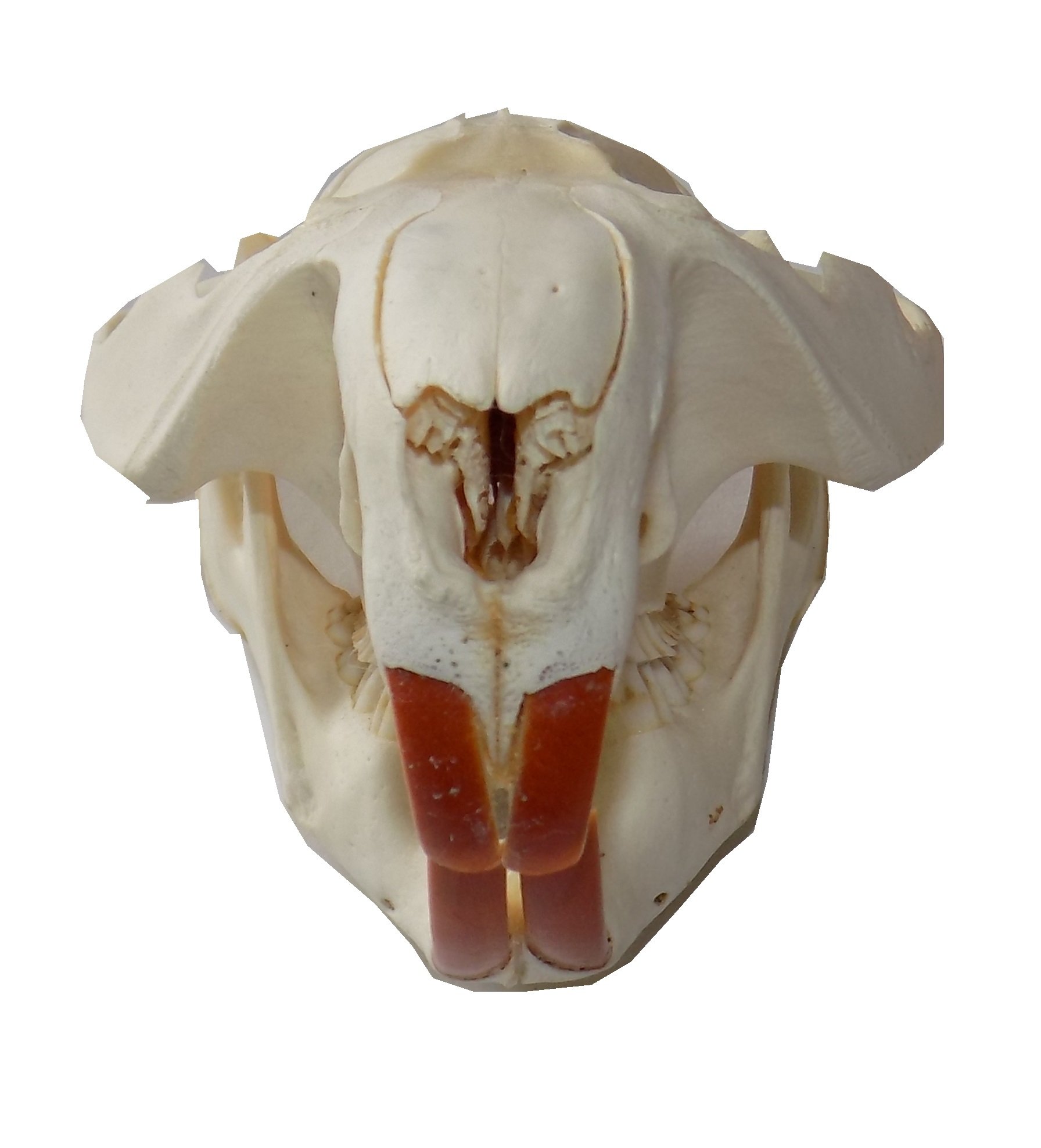 Amazon.co.jp: Real Beaver Skull (洗って組み立てられた大人の