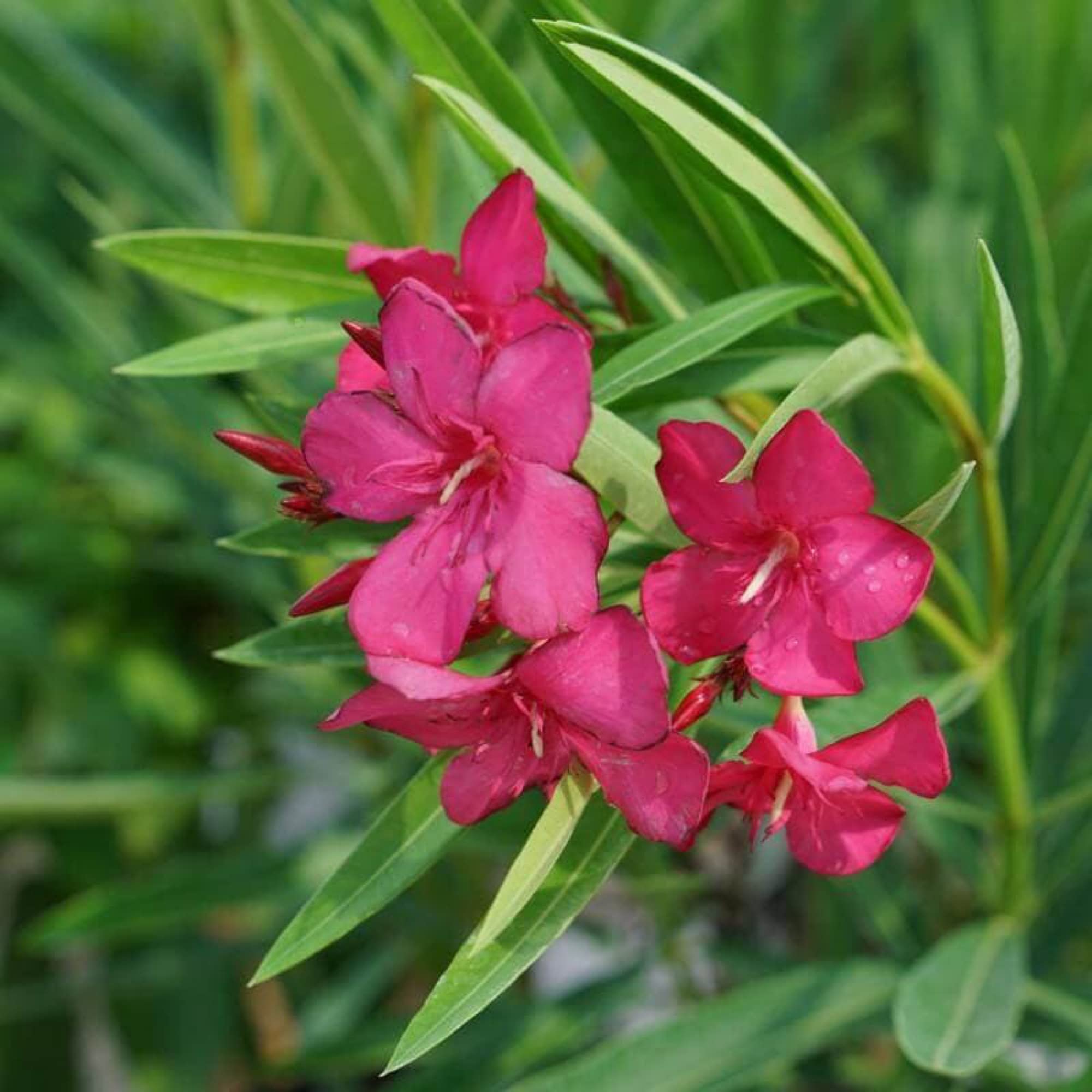 Guruji Plantation Kaner Plant Garden Live Plant Nursery Outdoor Living Plant (Pink) (B0BVGHSRJ1) Amazon Price History, Amazon Price Tracker
