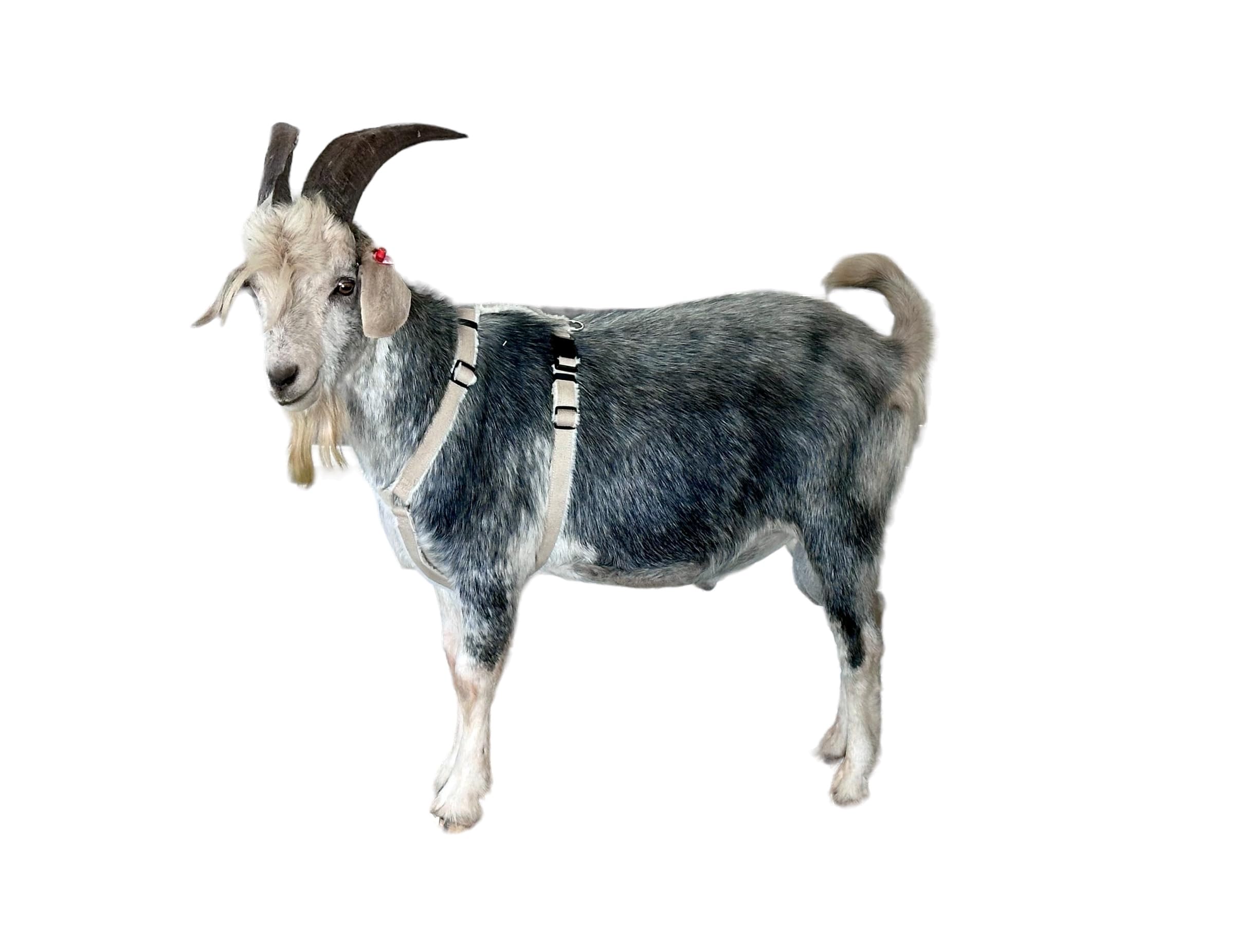Asatre Goat Harness - Adjustable Soft Fleece Lined Livestock Harness - Large