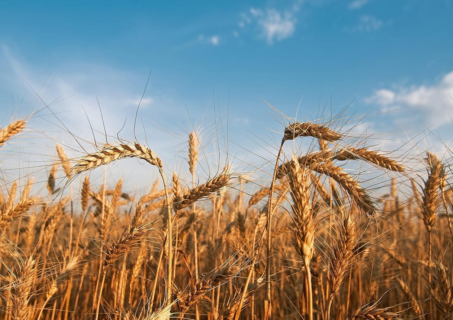 Food to Live - Organic Cracked Wheat Berries, 25 Pounds — Non-GMO. Cleaned, Crushed & Sifted Hard Red Winter Groats. Raw, Vegan, Kosher.
