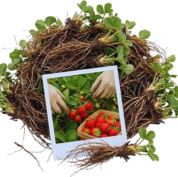 10 Red Strawberry Live Bare Roots, 5-7 Inch Tall