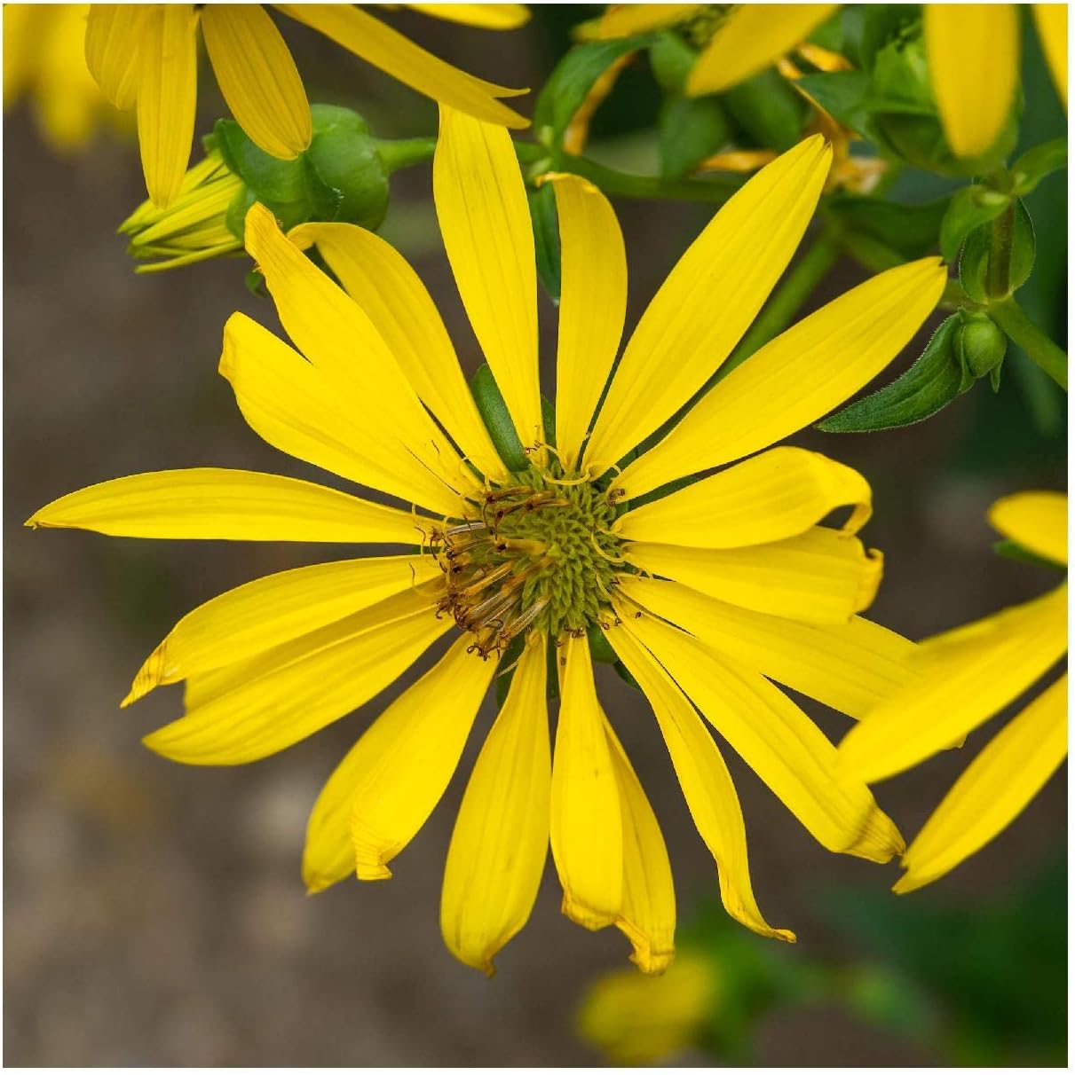 Everwilde Farms - 1/4 Lb Rosin Weed Native Wildflower Seeds - Gold Vault