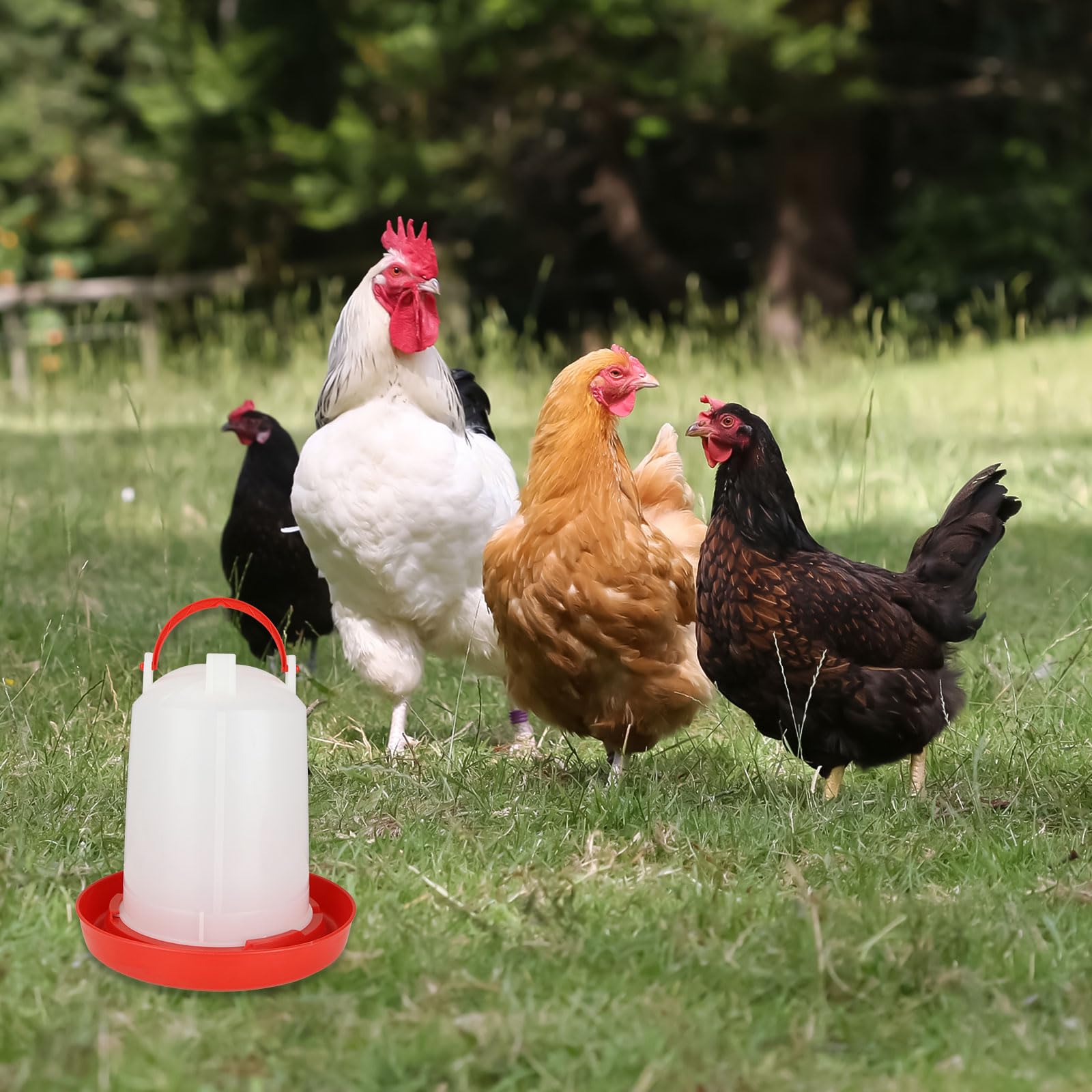 SHUESS 4 dispensadores de agua para pollo, comederos y bebedores de plástico para pollo, bebedor de aves de corral de 3 litros, comedero de agua para pollo, gallina, pato (rojo)