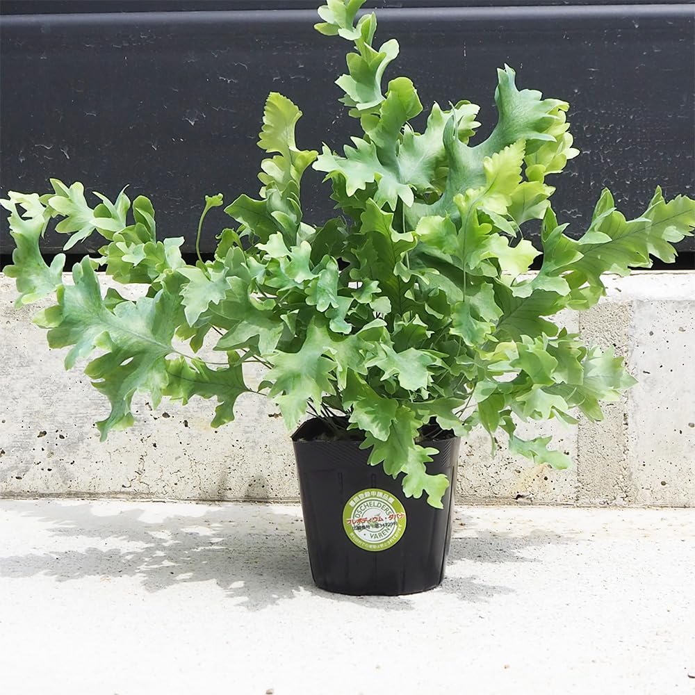 Amazon｜ITANSE フレボディウム ダバナ 3号 1個売り 観葉植物