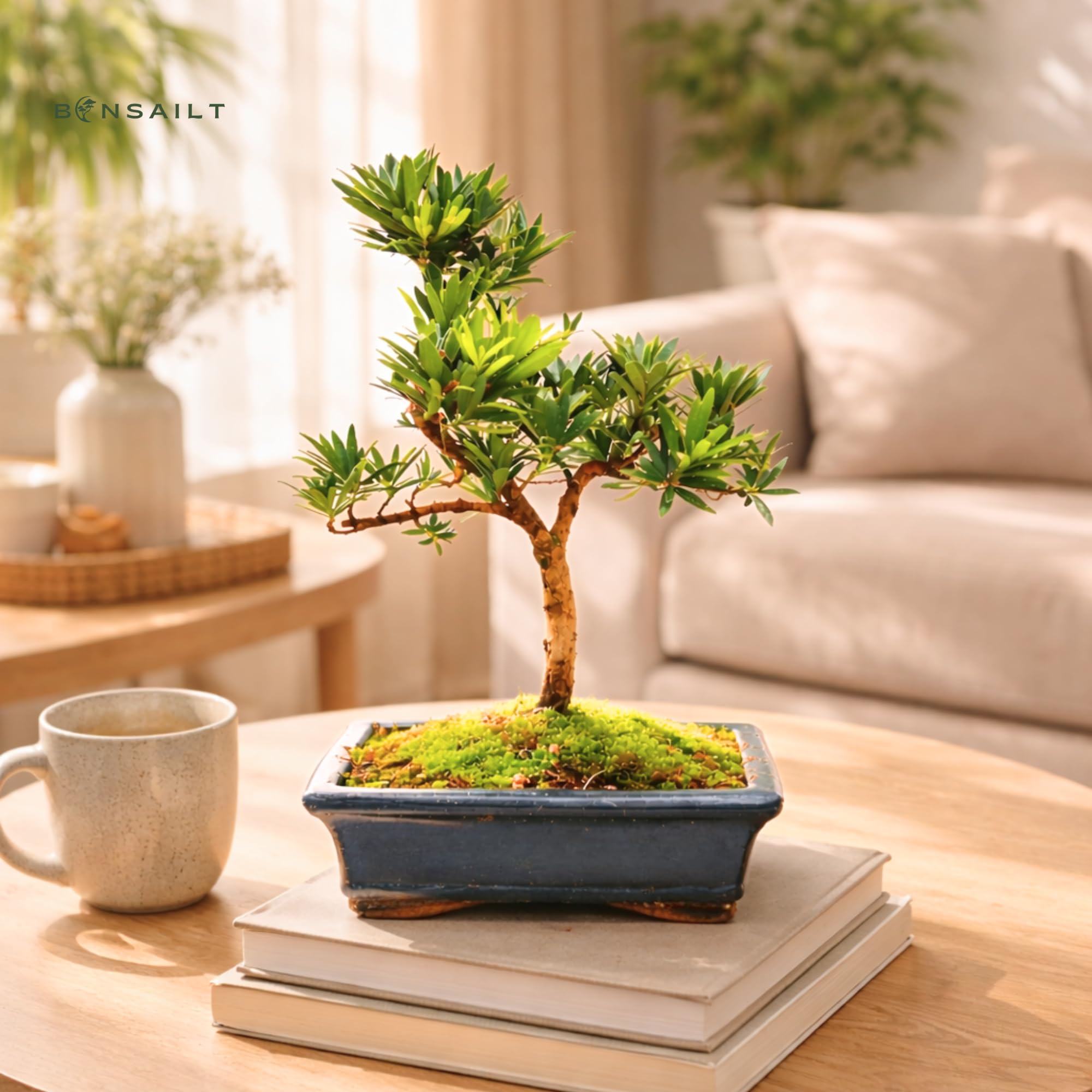 Podocarpus Bonsai Baum – Echter Indoor Bonsai – Zimmerbonsai Pflanze – Pflegeleichter Mini Bonsai für Zuhause & Büro (6-8 Jahre)