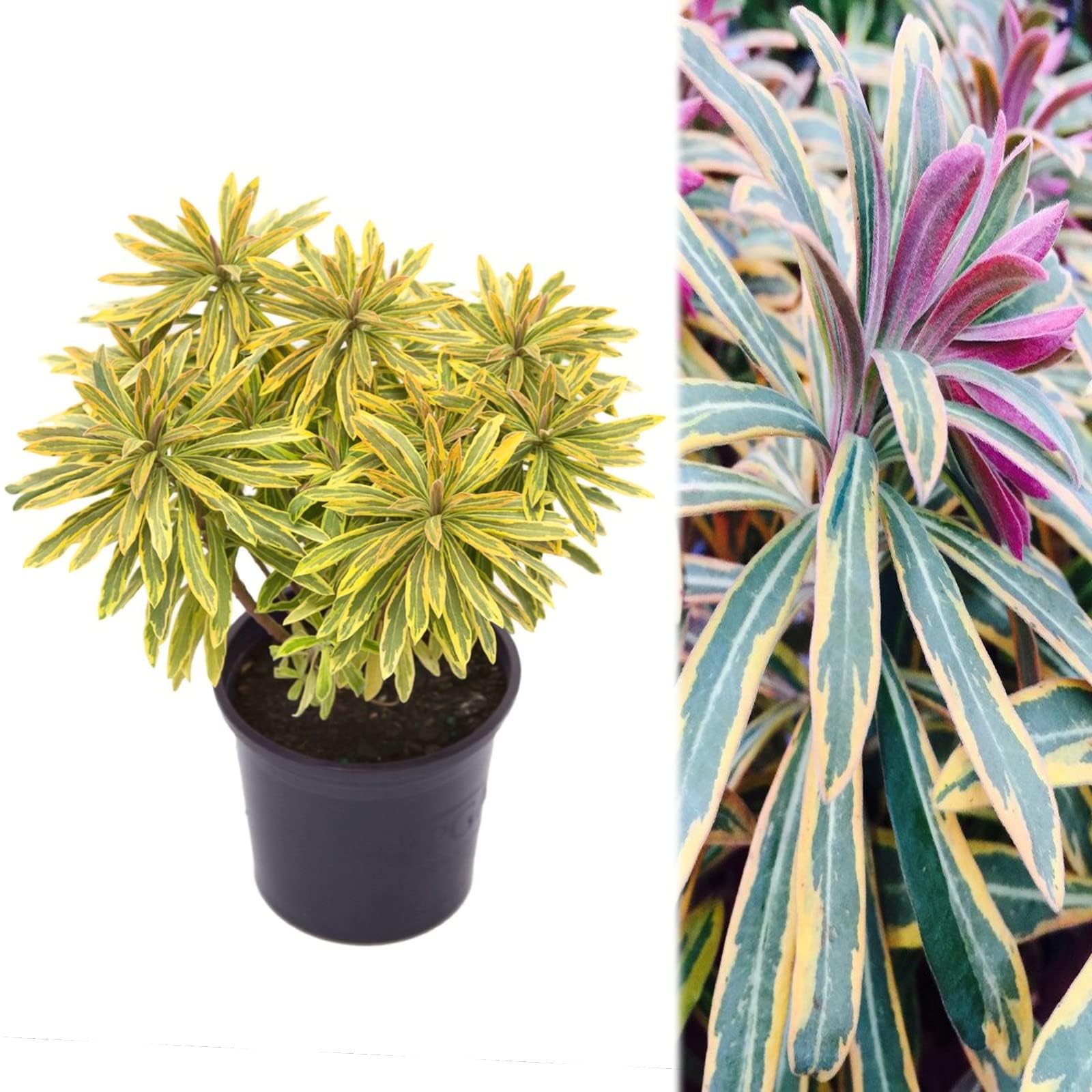 Carbeth Plants 3 x Euphorbia Ascot Rainbow in 9cm Pot - Evergreen Martin's Spurge Herbaceous Perennial - Hardy Garden Ready Vibrant Low Maintenance Shrub