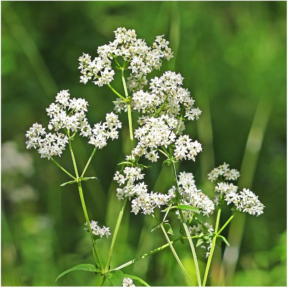 Everwilde Farms - 1 Oz Northern Bedstraw Native Wildflower Seeds - Gold Vault