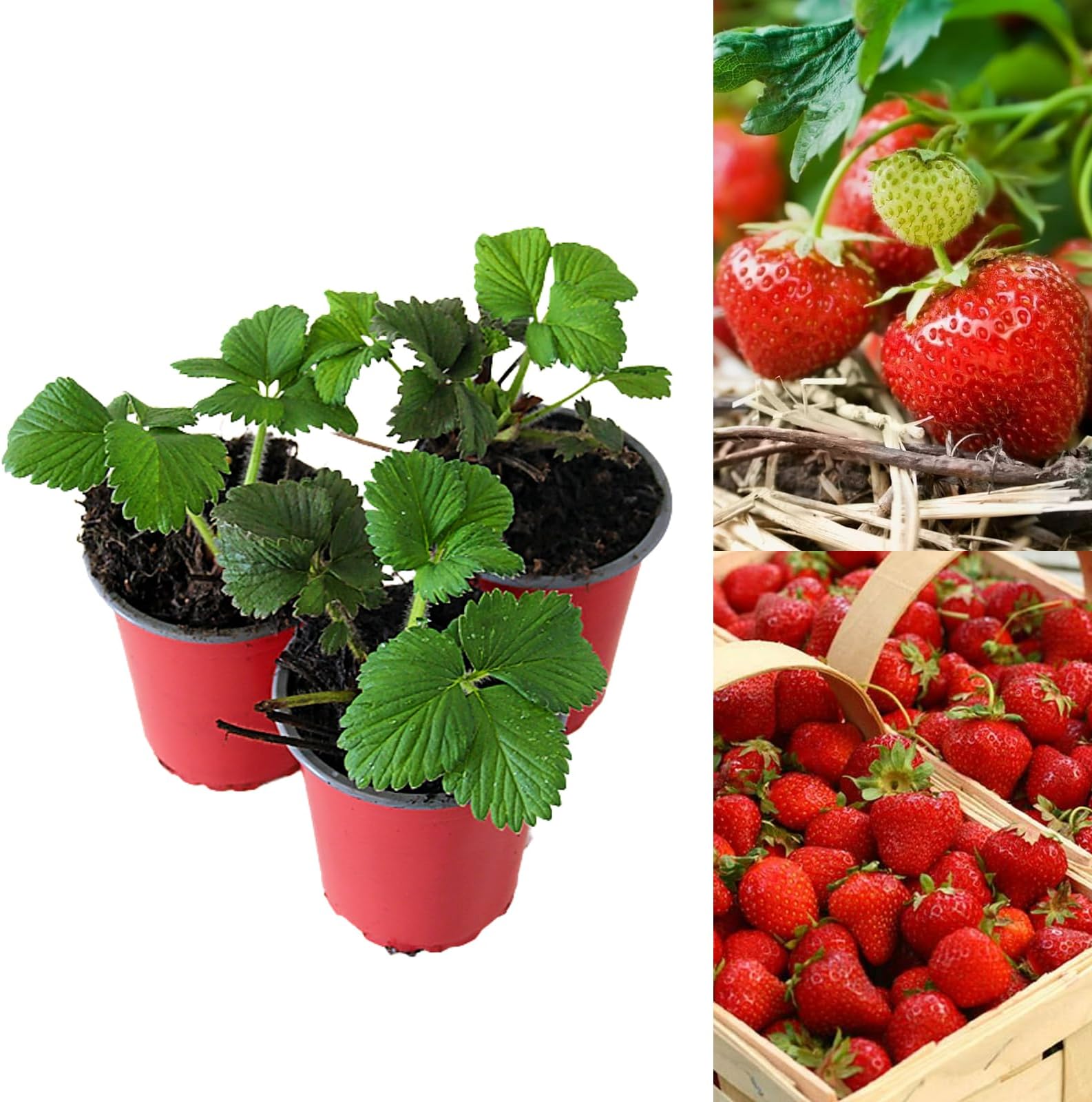 Strawberry Cambridge Favourite Fruit Plants - Hardy Garden Bushes in 9cm Pots - Grow Your Own (6)