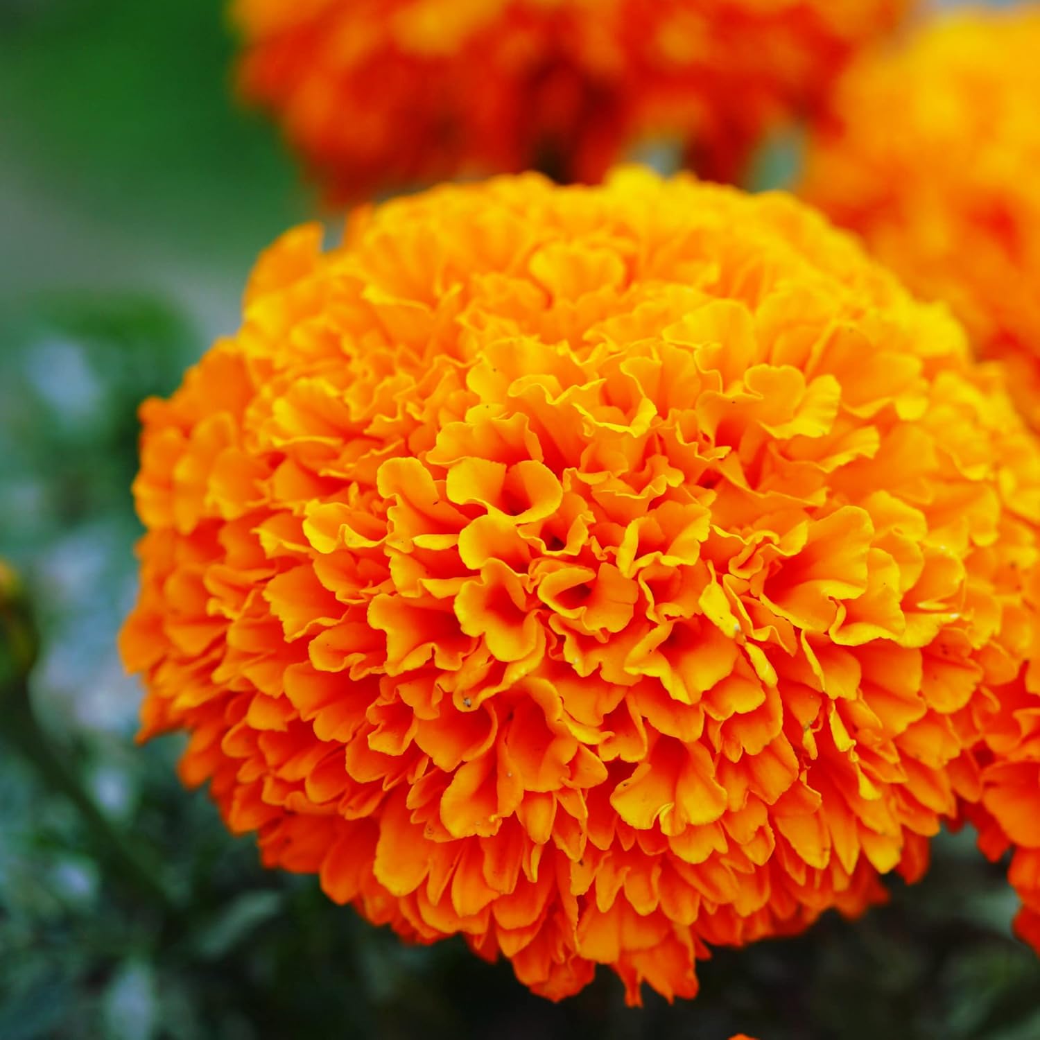 Park Seed White Swan Marigold Flower Seeds – Tall Hybrid with Creamy White 3-Inch Double Blooms, Odorless and Long-Lasting for Cut Flowers or Beds, Heat and Drought Tolerant – Pack of 25