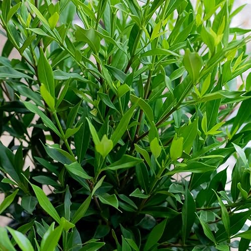 Miniatura 4 de Gardenia a prueba de heladas (2.5 galones) arbusto de hoja perenne con follaje verde brillante y flores fragantes blancas - Planta de exterior viva