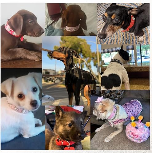 Miniatura 3 de Collar de perro con flores de diamantes de imitación, collar de cuero brillante para mascotas, para perros pequeños y medianos (rojo XS)