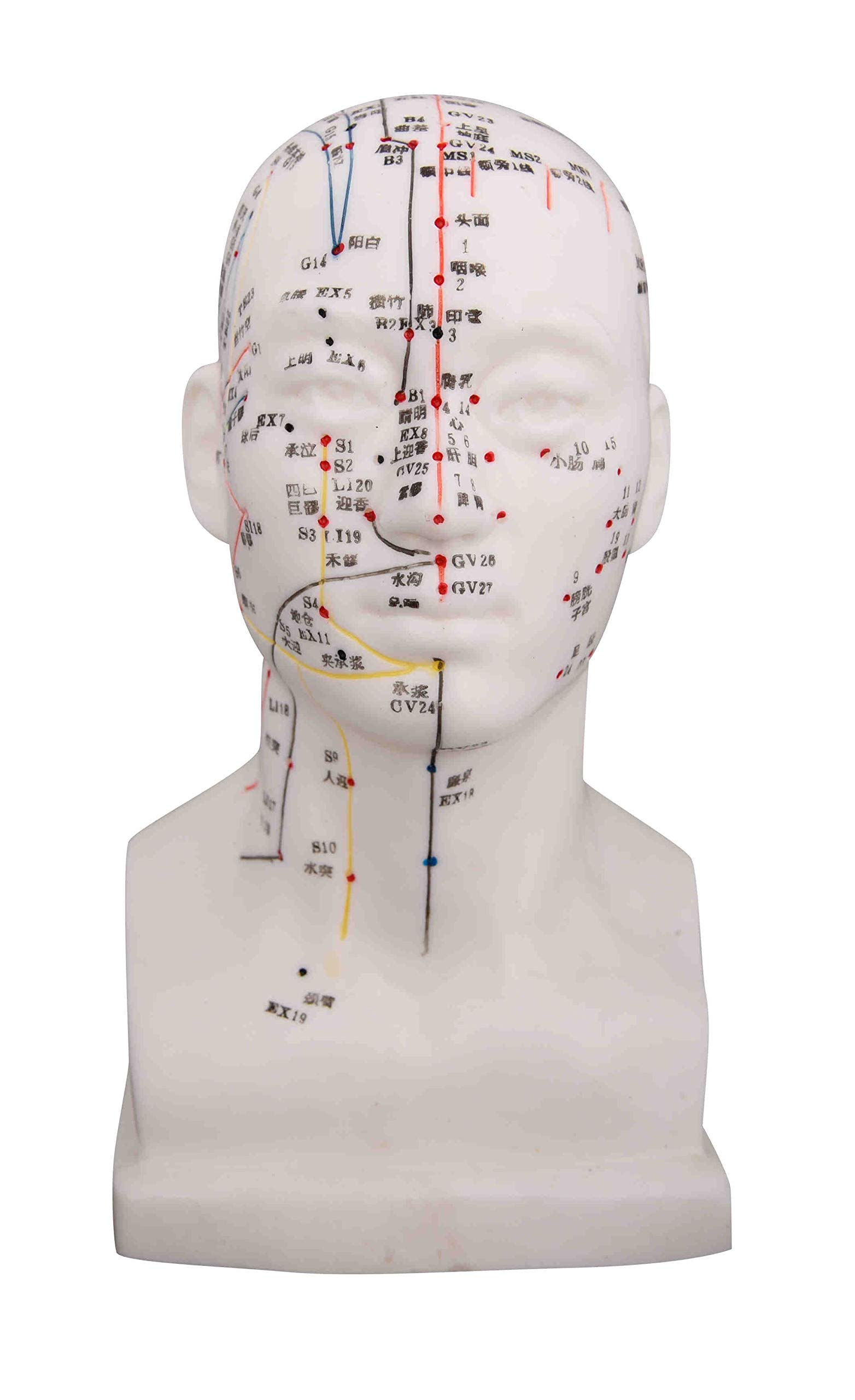 K.S. Choi Corp Head Model/Height 8"