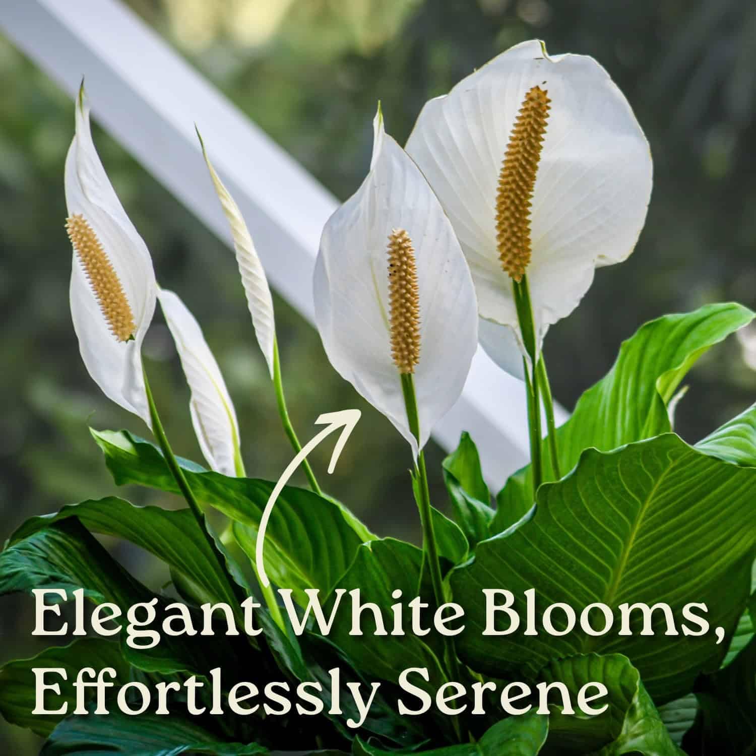 Amazon.com: Spathiphyllum Peace Lily - Planta de follaje floreciente -  Maceta de 3 galones - Altura total de 24 a 28 pulgadas - Tropical Plants of  Florida (planta + fertilizante) : Patio, Csped y Jardn