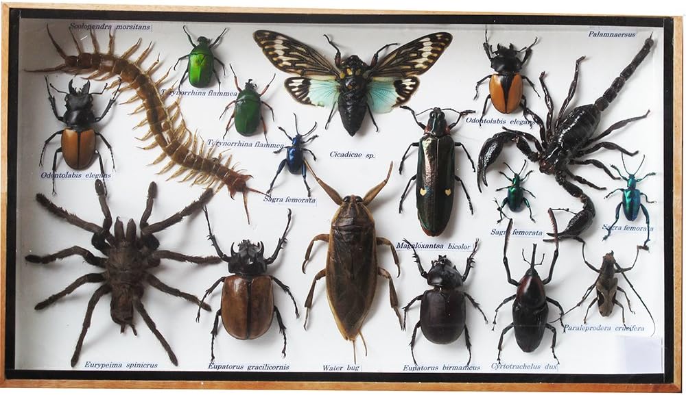 Real Spider, Centipede, Scorpion & Mixed Insect Taxidermy – Framed Preserved Specimens for Collectors & Home Décor in 8x14x1.3 Inch Display Box