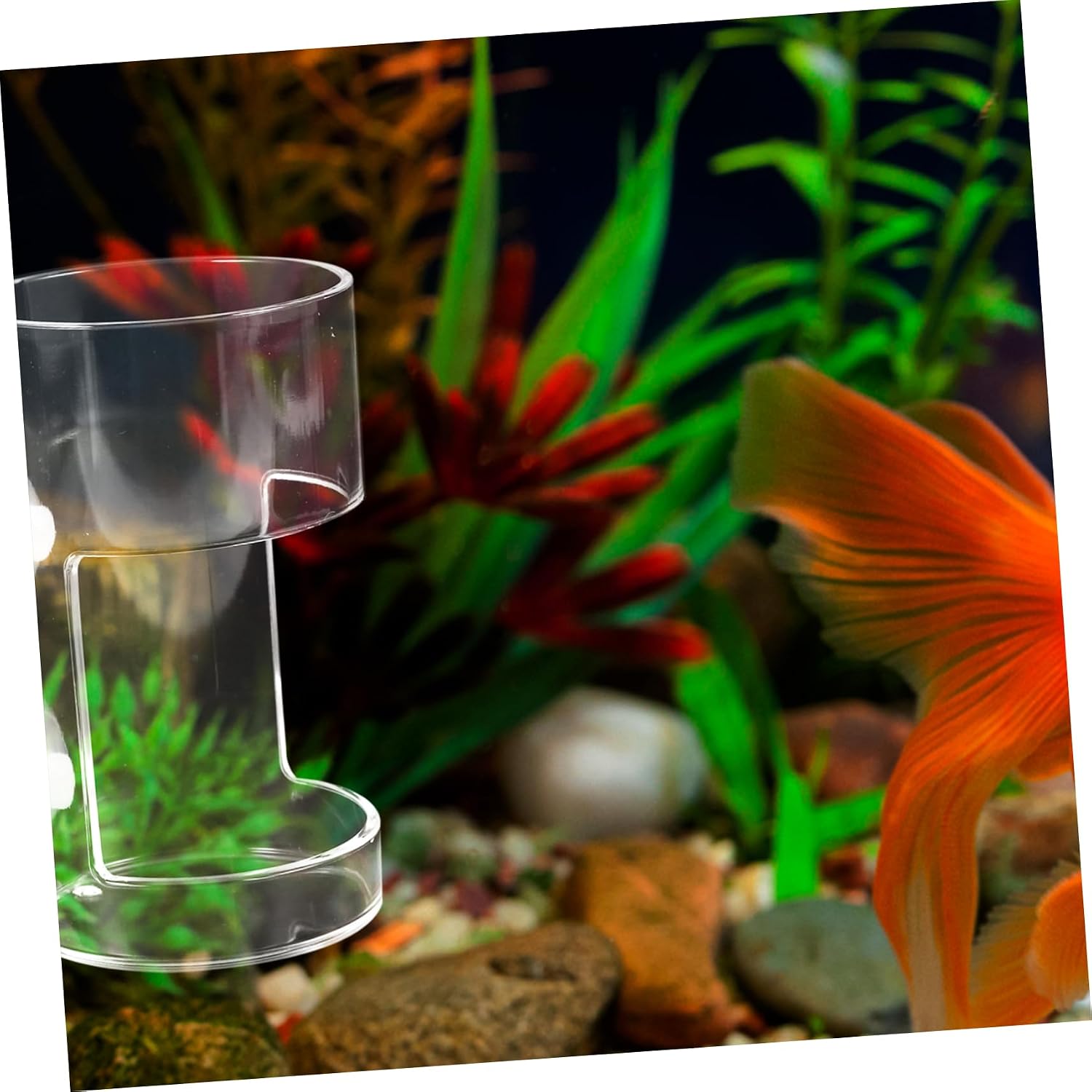 BESPORTBLE 5pcs Fish Food Feeding Cup Clear Aquarium Tank Accessory Reduces Waste Encourages Fixed-Position Eating for Fish Tanks and Aquariums