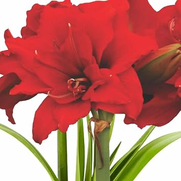 Amaryllis Merengue Bulb Exotic Hippeastrum Cybister Variety with Red Spider-Lily Style Petals | Rare Outdoor Amaryllis Flower Bulb, Easy-to-Grow Tropical Perennial for Garden Beds