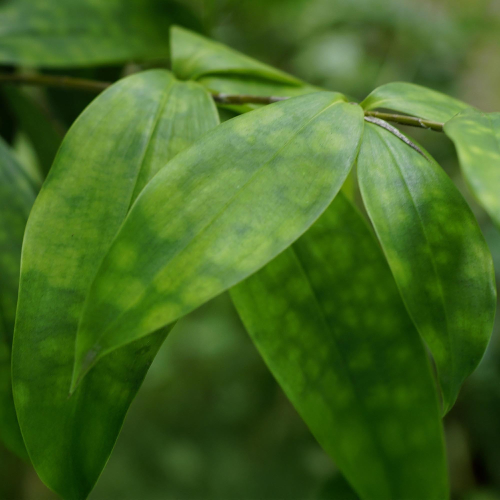 Dracaena surculosa – Drachenblutbaum – 17cm – Höhe 60-70cm – Pflegeleichte grüne Zimmerpflanze mit eleganten Blättern für Wohn – und Arbeitsräume 1
