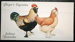 BCTS Salmon Faverolles Affiche Murale en métal Motif Poule 20,3 x 30,5 cm