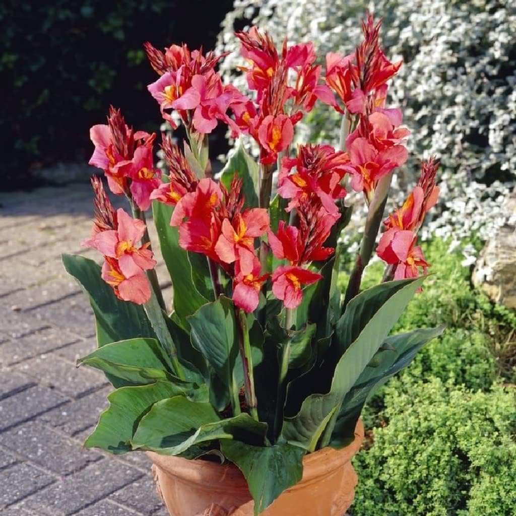 カンナ球根 飾ることができる世界的に有名な庭の緑化 美しく高貴