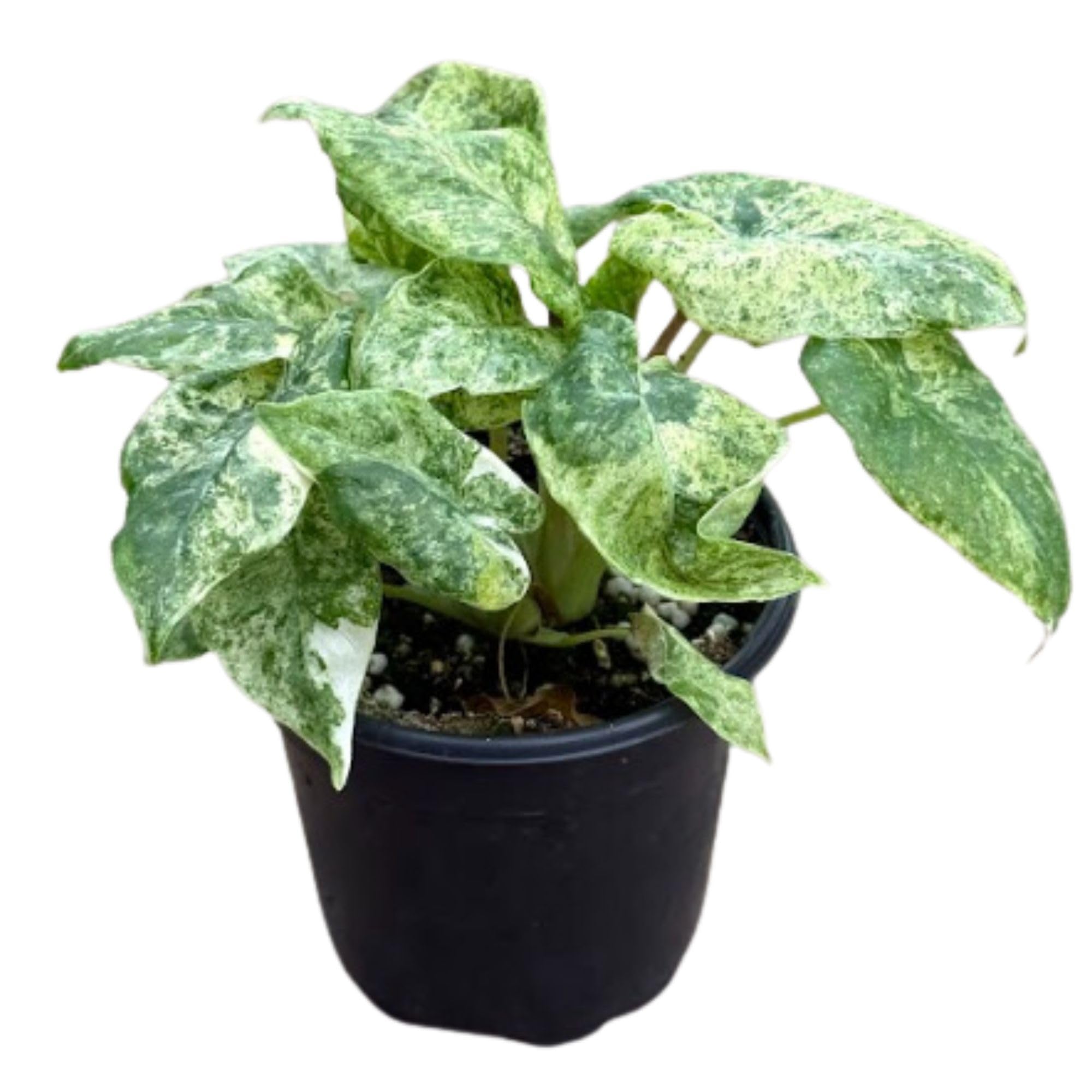 bike planter Rattan Wicker Bicycle Planter – Blue Carreon Home