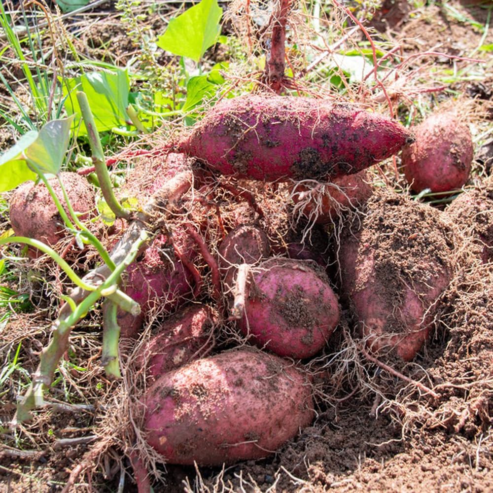 50 Pcs Skartoffel Pflanzen Kaufen Samen, Skartoffeln, Dioscorea  Esculenta, Balkon Gemse Saat Biosaatgut, Ipomoea Batatas, Wintergemse  Samen Pflanzen Garten Gardening Gemse : Amazon.de: Garten
