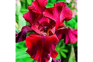 Iris Bulbs for Spring Planting - Easy to Plant, Cold and Drought Resistant