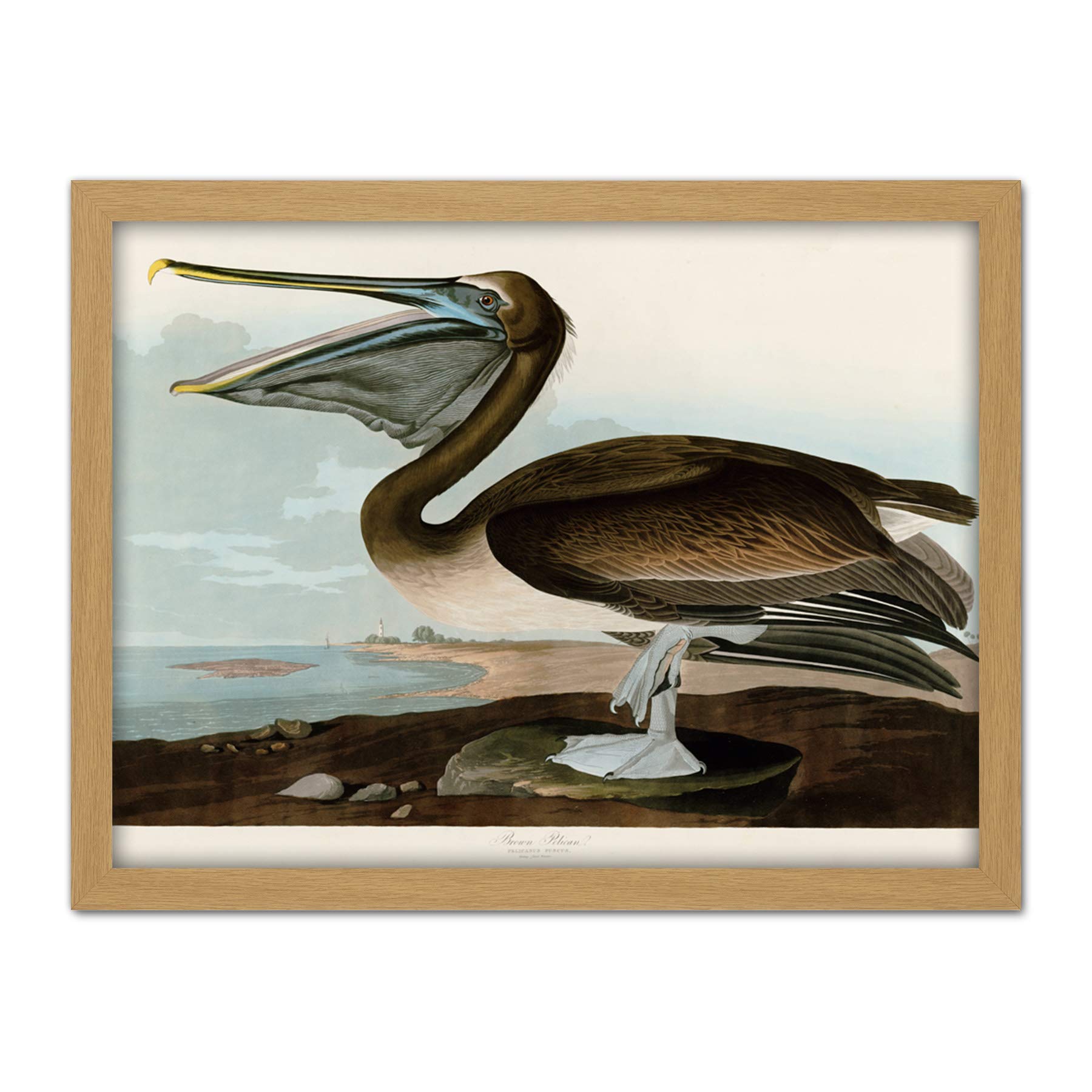 Artery8 Audubon Birds Pelican Brown Painting Artwork Framed Wall Art Print 18X24 Inch