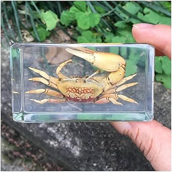 毛蟹の標本 楽天市場】北海道産 特選 ボイル 毛ガニ 500g （堅蟹一番手