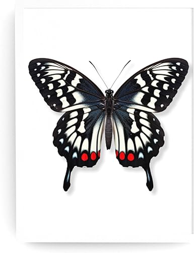 Miniatura 2 de Lime Butterfly Wall Art Print - Butterfly Print Poster Unframed - Watercolor Butterfly Print - Butterfly Wall Art - Butterfly Artwork Illustration