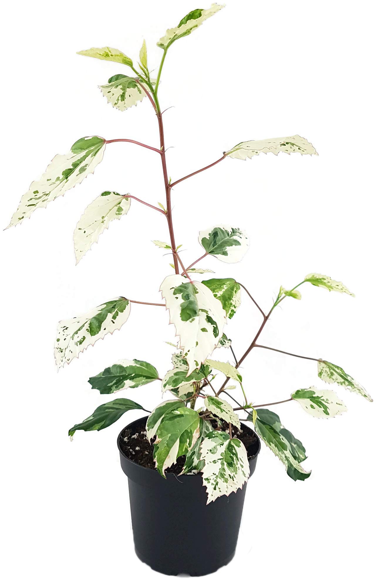 homalomena variegata Homalomena Rubescens Pink Variegated – TerraFlora Global