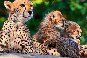 Amazon Co Jp 特大 ポスター チーターカブス座っている斑点のある大きな猫捕食者 壁紙ウォールステッカーポスター 594x4mm ホーム キッチン