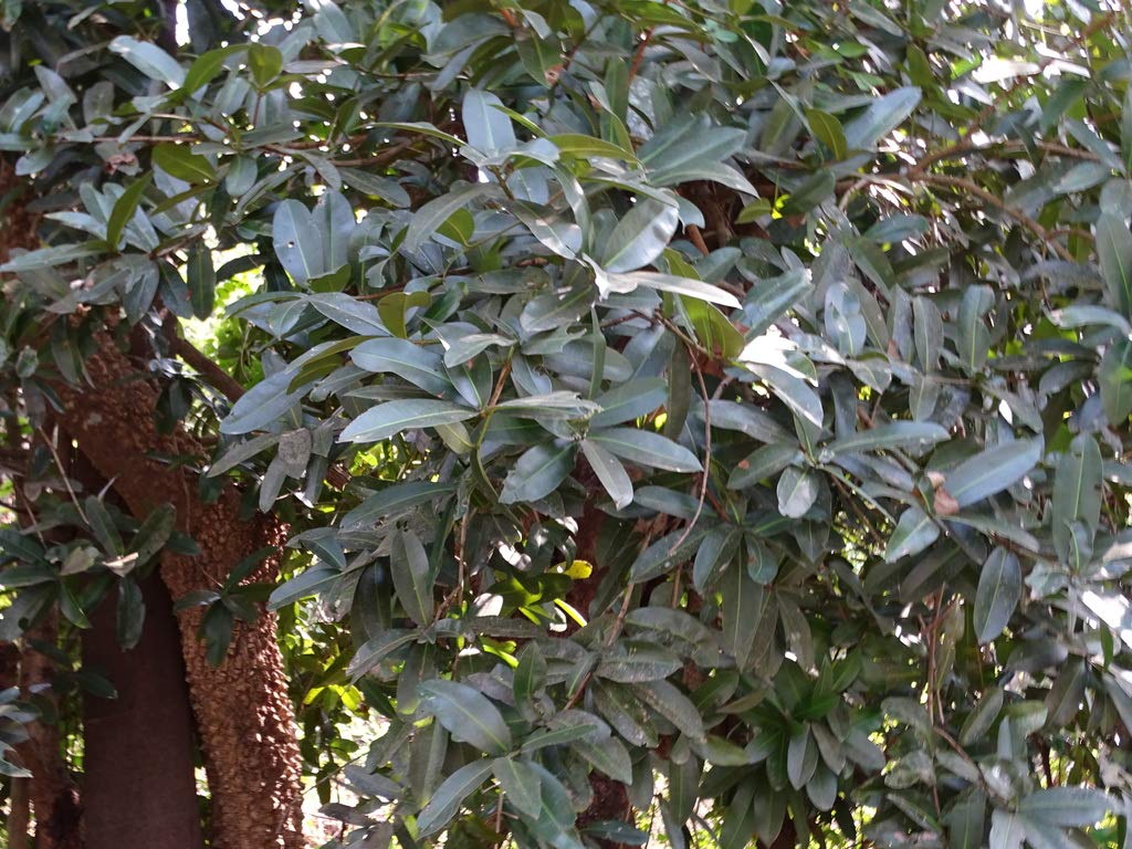 Kapebonavista® Surangi Nageswar Surangan Chiuriana Punnag Suktlawng Mammea suriga sapling plant in poly bag. (B08LYGZB2F) Amazon Price History, Amazon Price Tracker