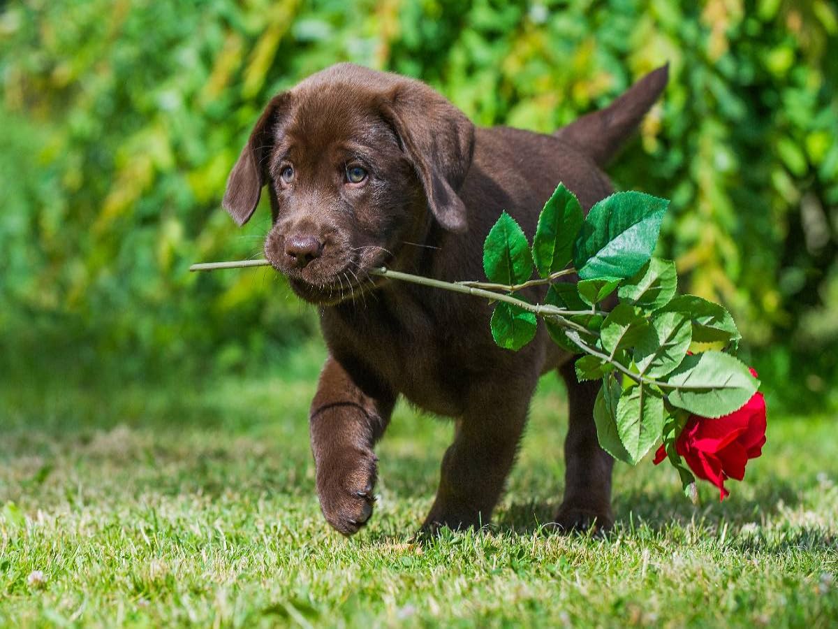 CALVENDO Puzzle Labrador Retriever - Little Rose Cavalier 1000 Pieces 64 x 48 cm from Sista-Tierfoto