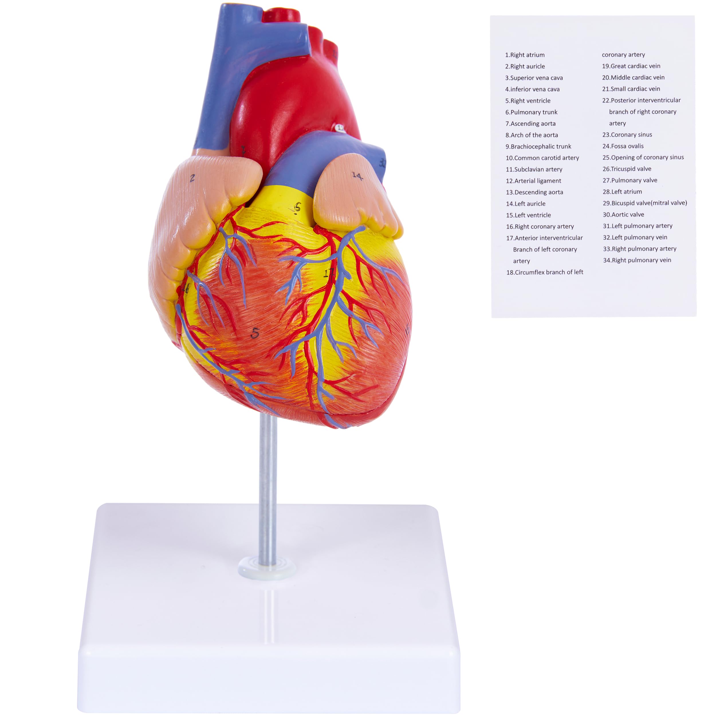 Human Heart Model for Anatomy - 2-Part Life Size Medical Heart for Study - 34 Anatomical Structures & Mounted Display Base & Number Manual for Classroom & Cardiology Use