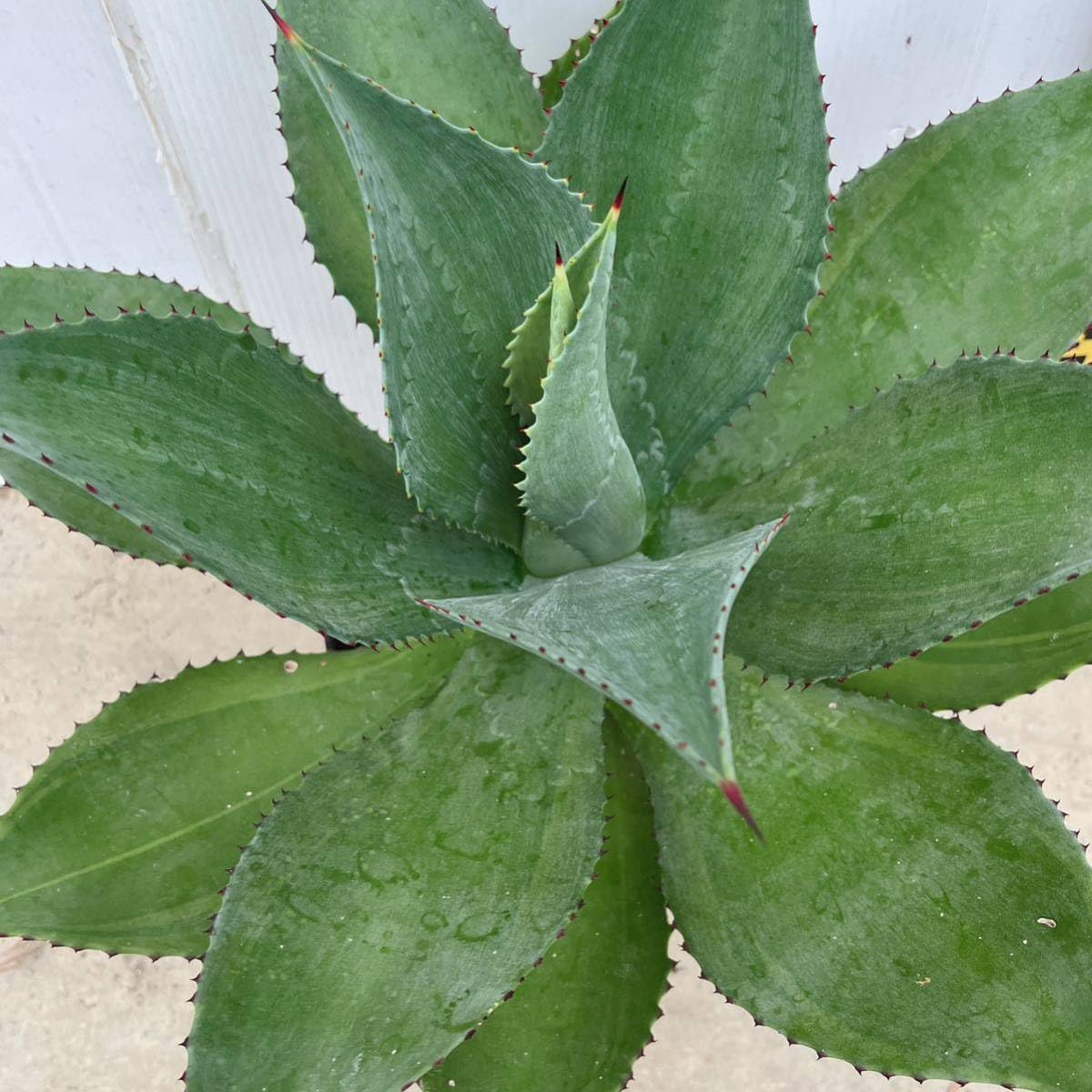 Amazon.co.jp: アガベ ボッテリ 約7号鉢 大型大株 品種レア 覆輪