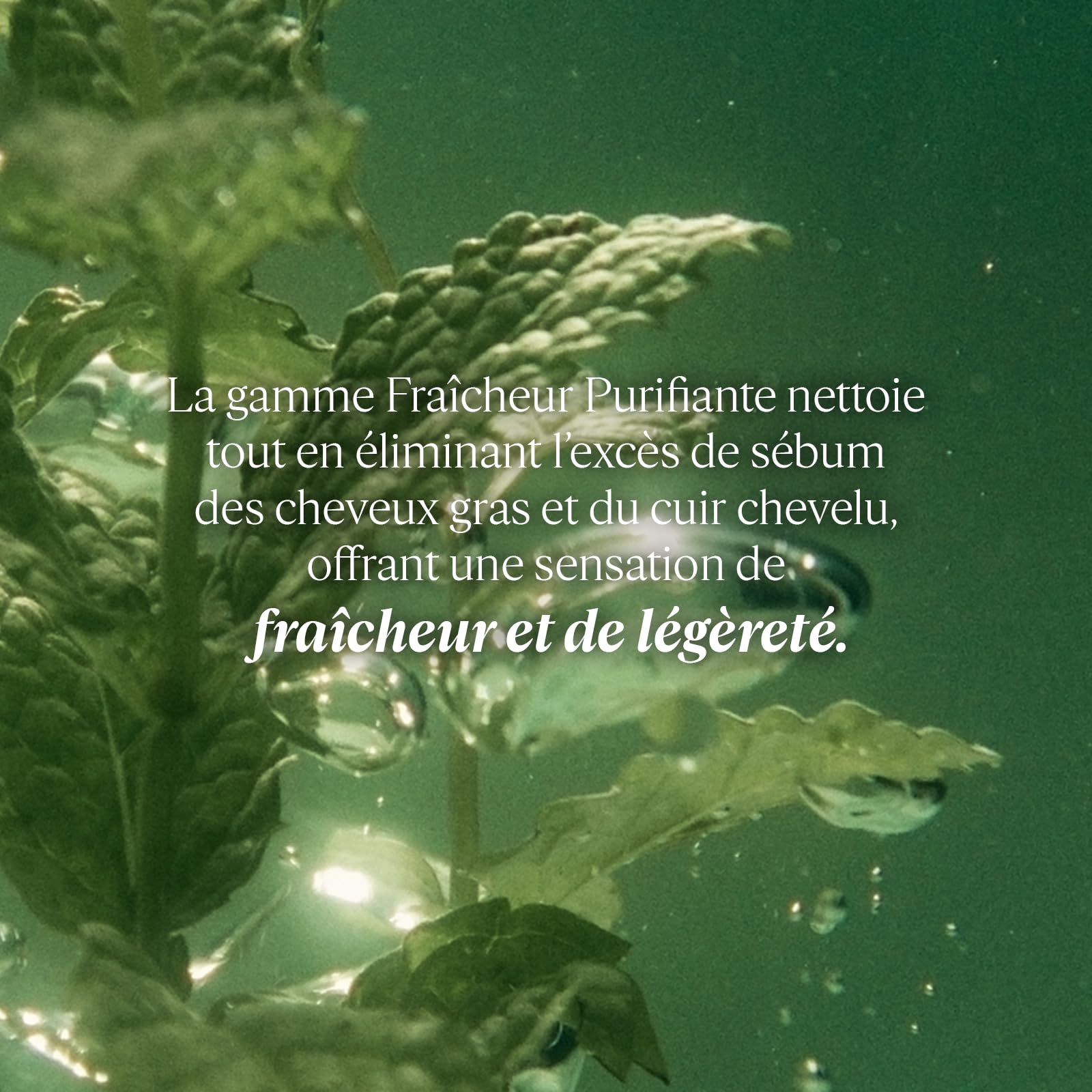 L'OCCITANE Purifying Freshness Conditioner 250ml | Silicone-Free | Vegan & 99% Readily Biodegradable | Luxury & Clean Beauty Hair Care for All Hair Types - Image 2