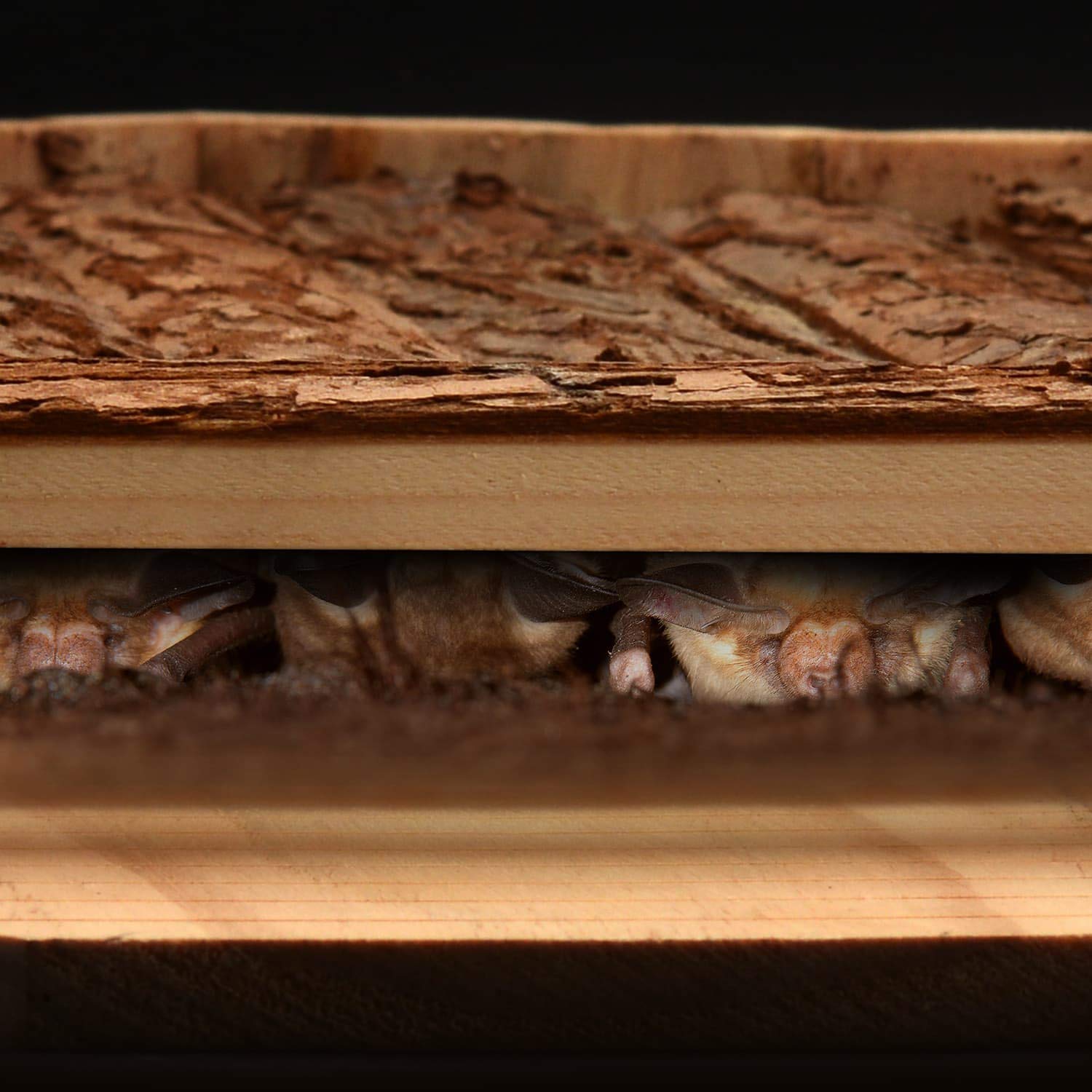 CKB LTD Fledermaushaus aus Holz für den Außenbereich – Hotel kann auch für den Winterschlaf verwendet Werden, Haus für den Garten, 30,5 x 6,5 x 46,5 cm