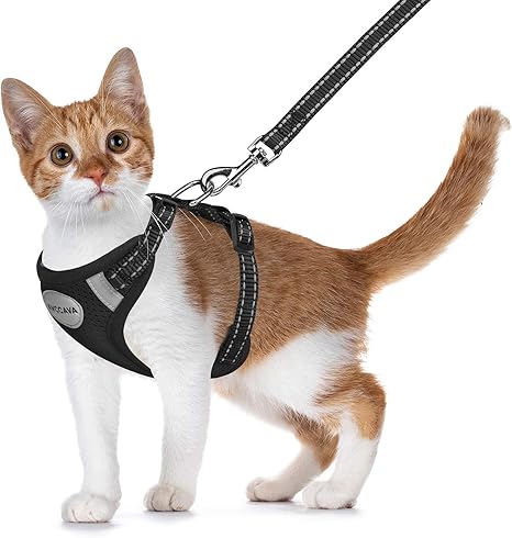 kitty harness amazon