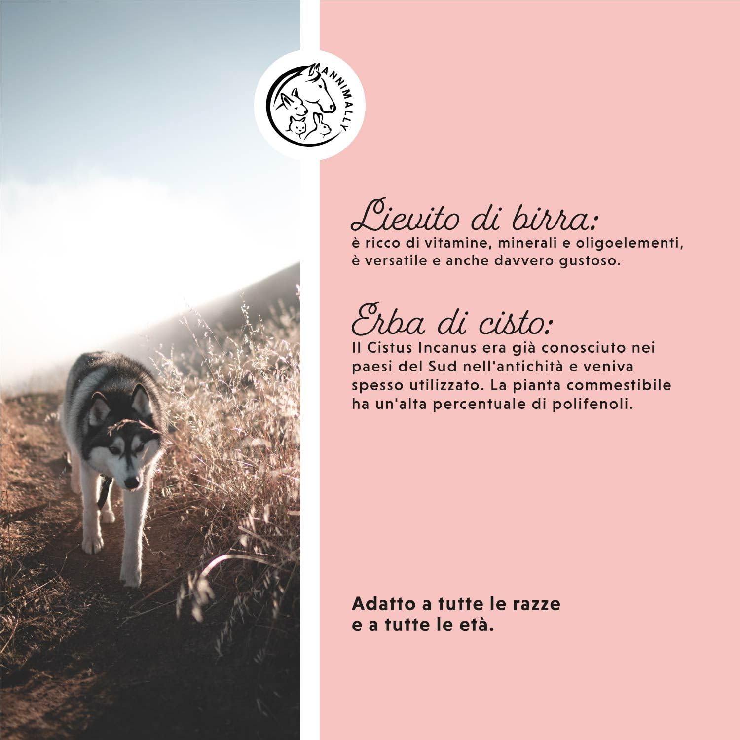 Addio Zecche in polvere per cani - 400g di polvere con olio di cumino nero, cisto, lievito di birra e alghe marine - Polvere efficace, completamente naturale come alternativa a compresse