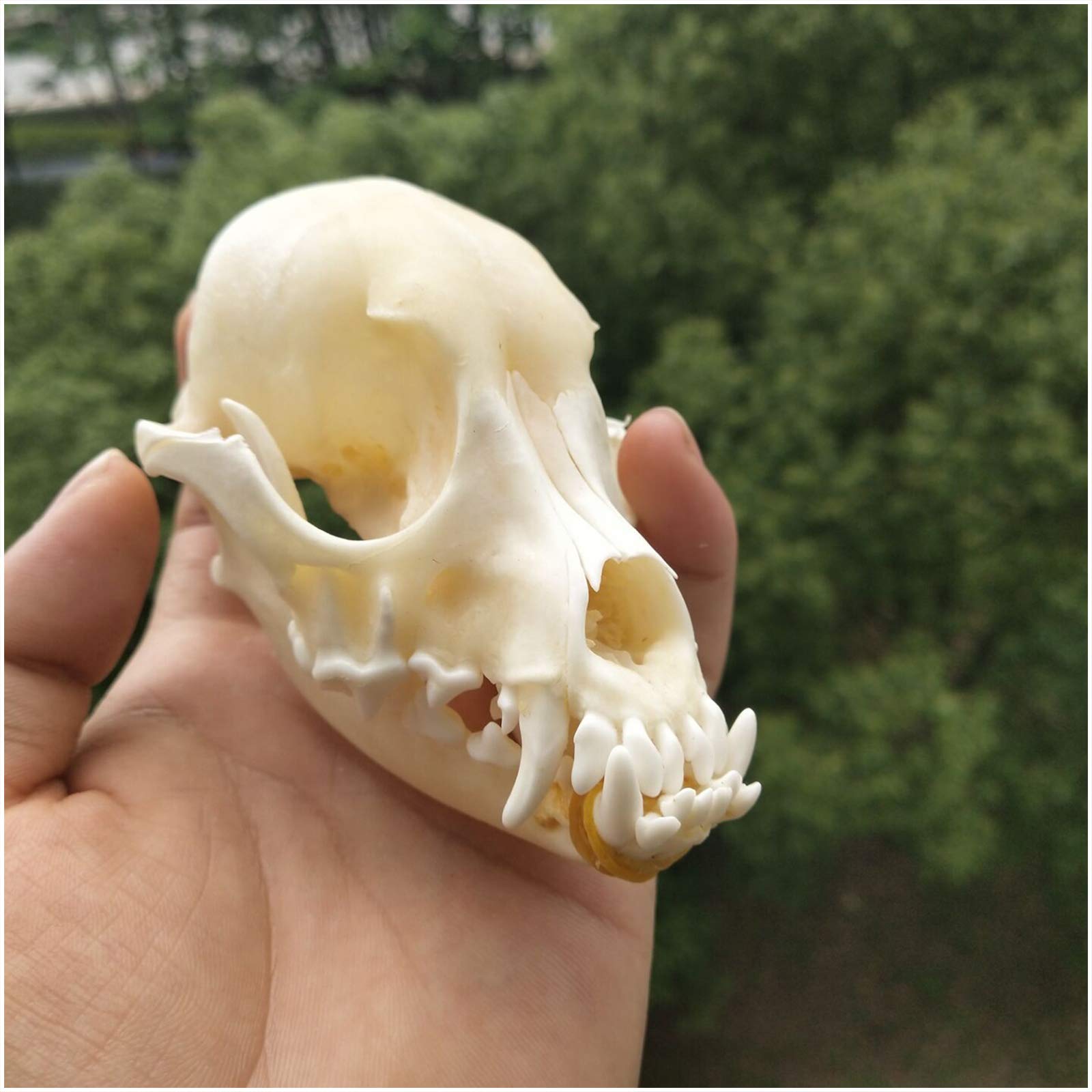 Model Czaszki Psa Do Nauki 1:1 Naturalnej Wielkości Model Czaszki Zwierzęcia Głowa Czaszki Psa - Materiał Pvc - Do Nauki Medycyny Weterynaryjnej, Dekoracji Domu,