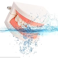 Vista 5 de ZENFUN Paquete de 6 modelos de dientes dentales, modelo de demostración dental para estudio, modelos de dientes estándar, modelo de boca