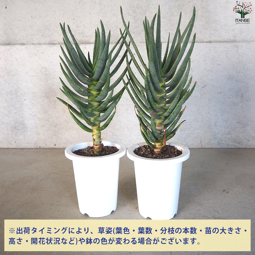 格安】【取りに来れる方限定】アロエ ディコトマ 90センチ