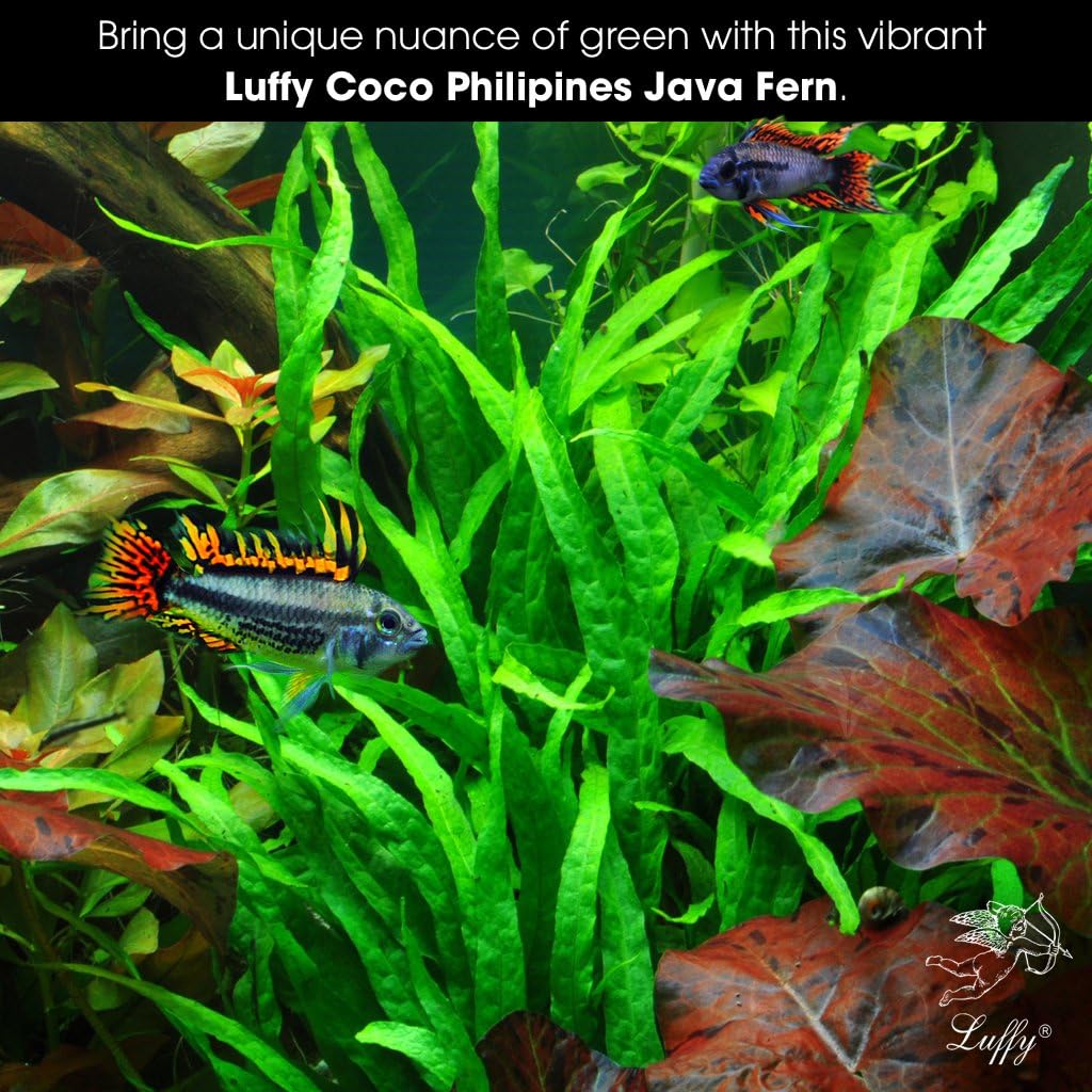Luffy Coco Philippines Java Fern: Live Aquatic Plant with 10+ Leaves : Provides a Natural Environment for Your Fish: Easy Care: Hardy Plant with Longevity: Bring More Color to Your Aquascape